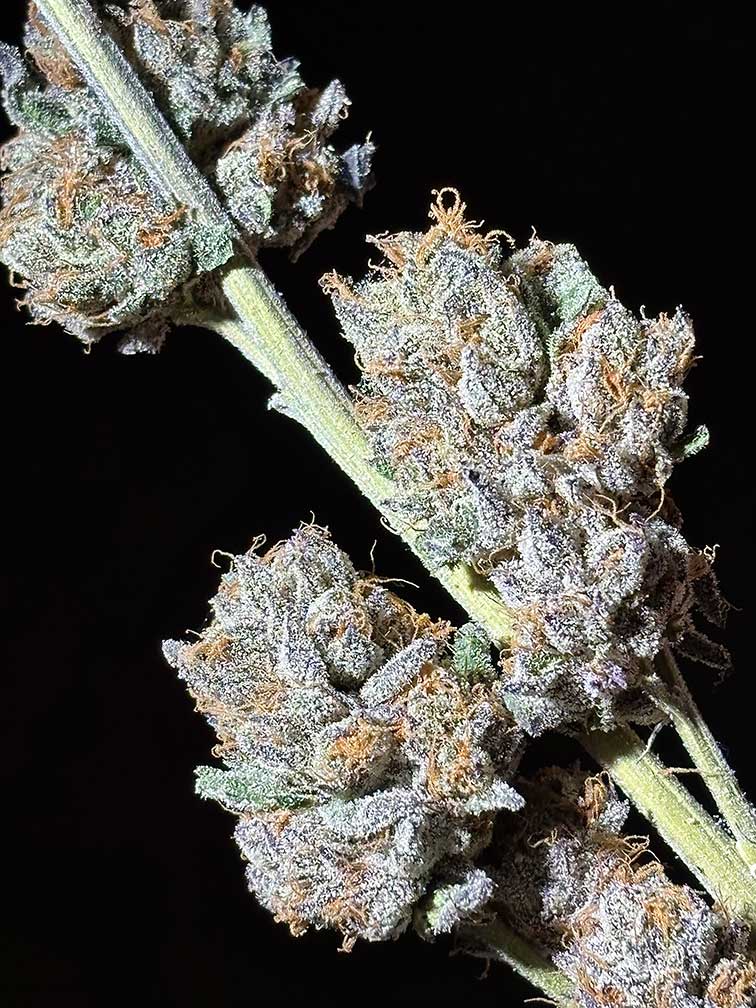 528hzgardens-cannabis-flower-portland